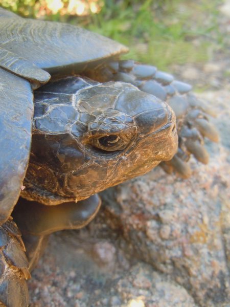 Testudo marginata da Santa Teresa Gallura (OT)